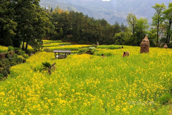 婺源油菜花(huā)